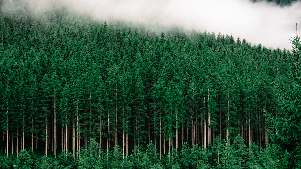 Banner What Is FSC Certification and Why It Matters Today