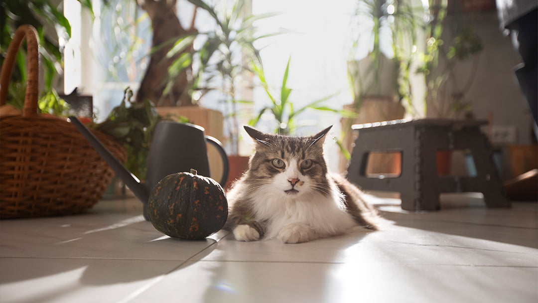 First Feline Friend A New Cat Owners Guide