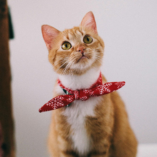 Orange tabby cat wearing a red snowflake print bow tie collar looking upward against a light neutral background, styled for Mewoofun pet accessories