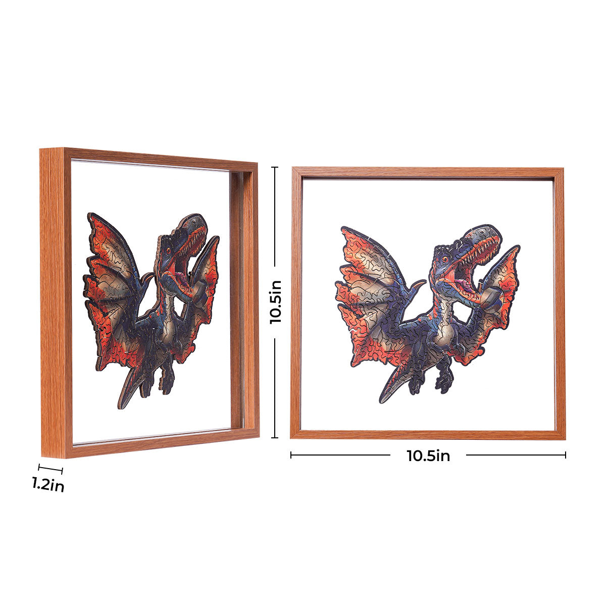 Rowood Fierce Pterosaur flying dinosaur wooden jigsaw puzzle displayed in a 10.5 by 10.5 inch shadow box frame showing front and side views with dimensions